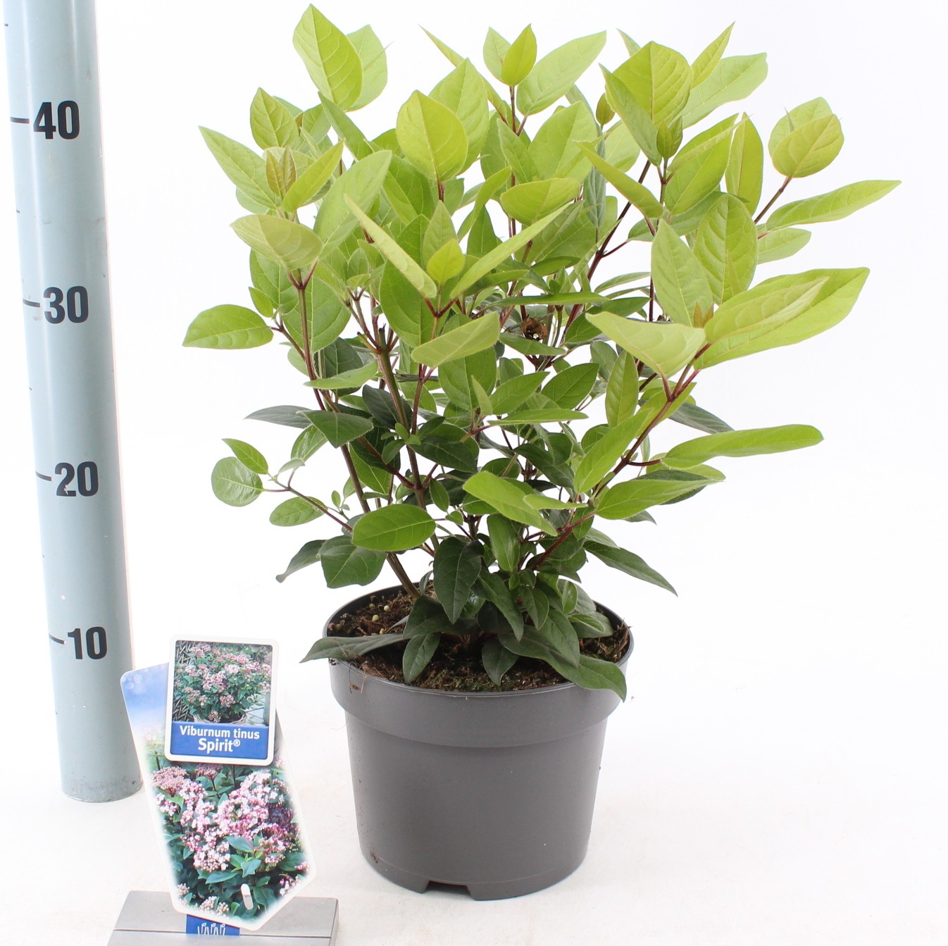 Picture of Viburnum tinus Spirit P17 (2 Ltr)