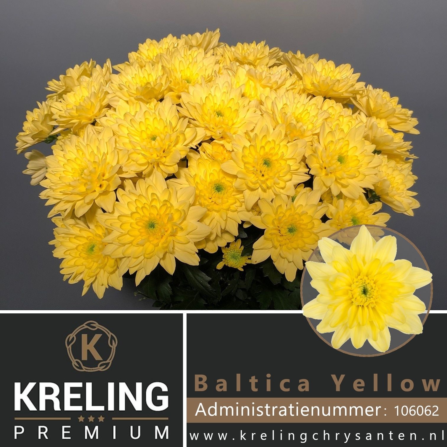 Chrys Spray Baltica Yellow 70gram