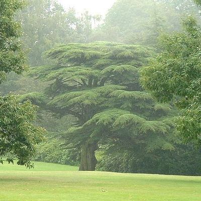 Picture of Cedrus libani