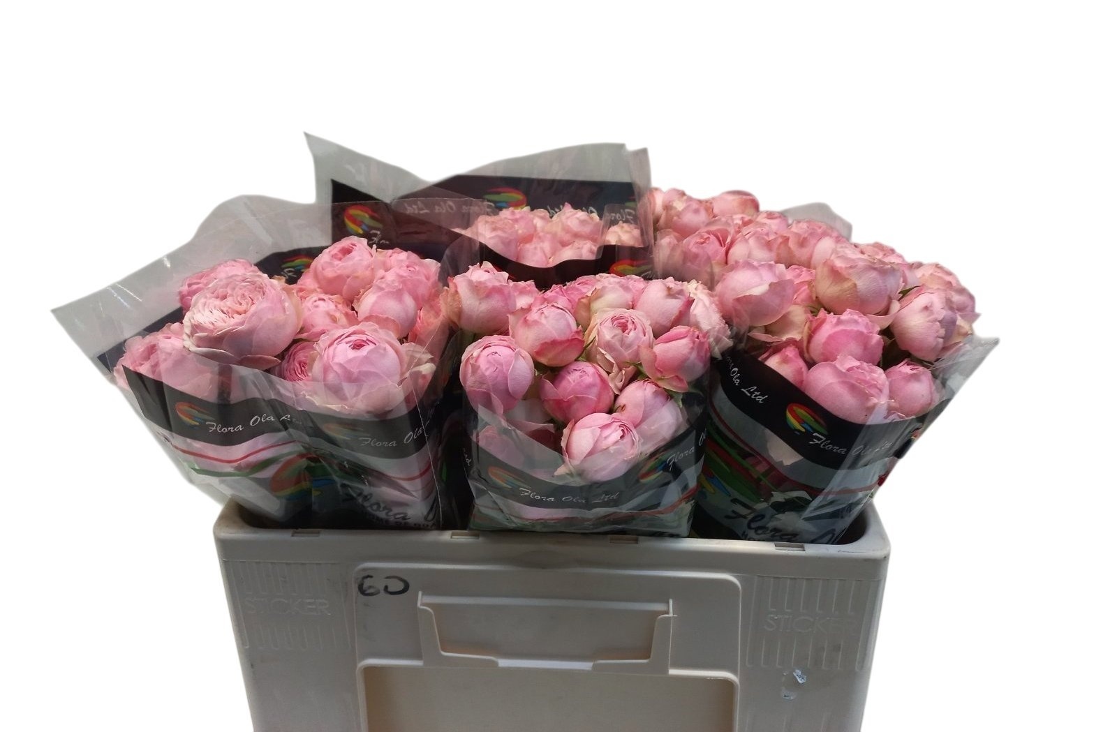 Rosa Spray Mansfi Pink Pa 50cm