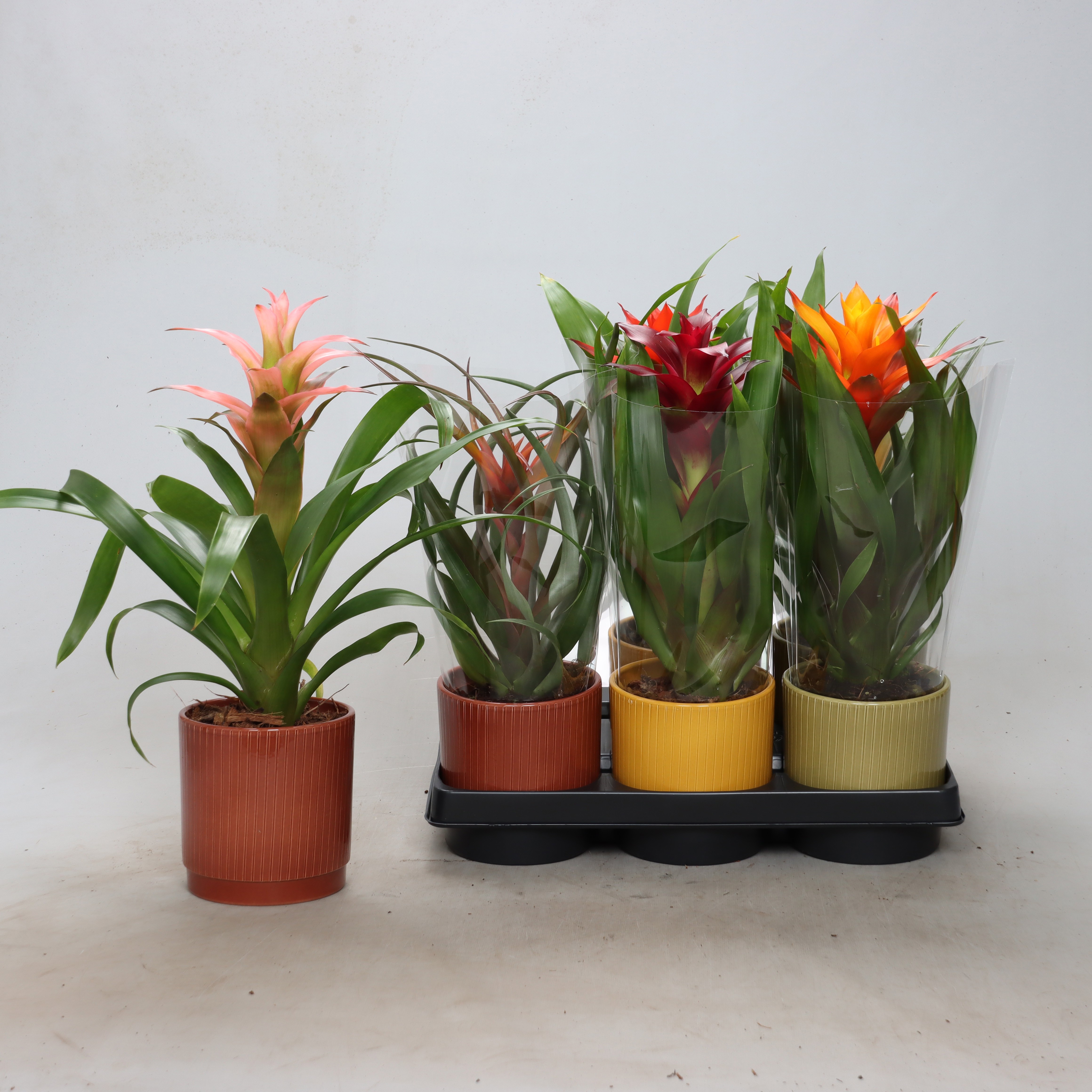 Bromelia Gem 12P 35H
