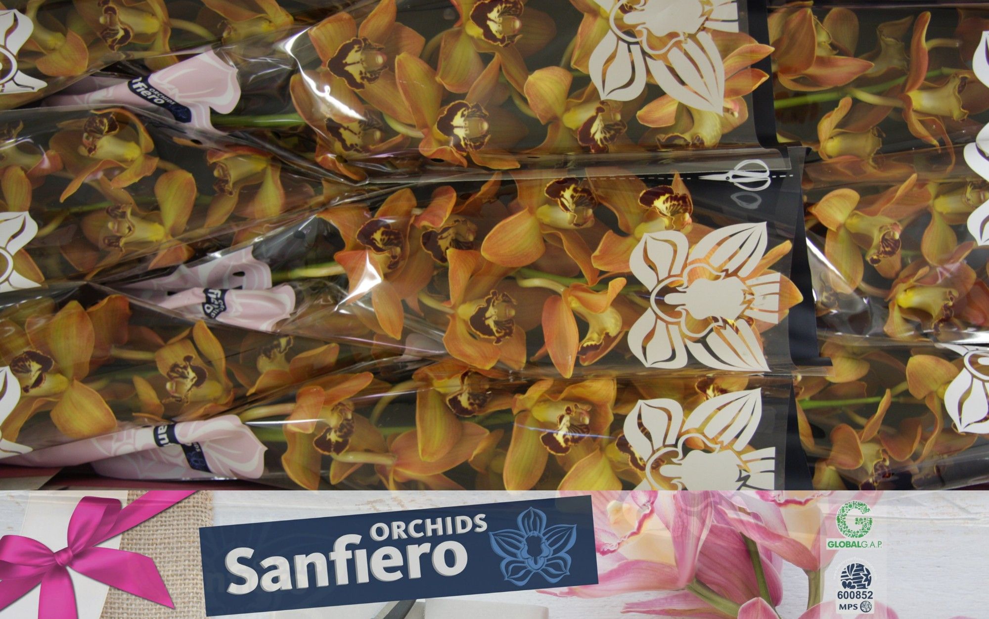 Cymbidium Charly Brown 90 8/11bl