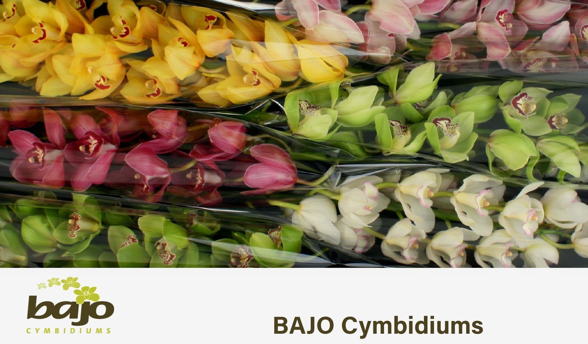 Cymbidium Asst 13bl