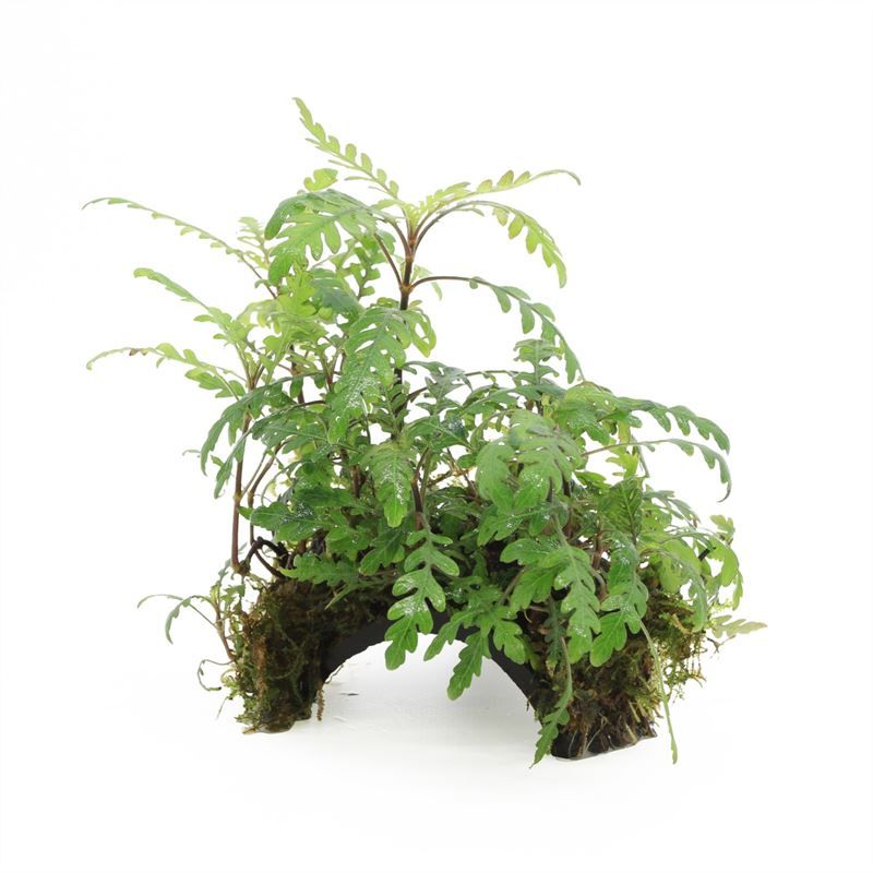 Hygrophila 3-gaats cocosnoot hygrophila pinat.