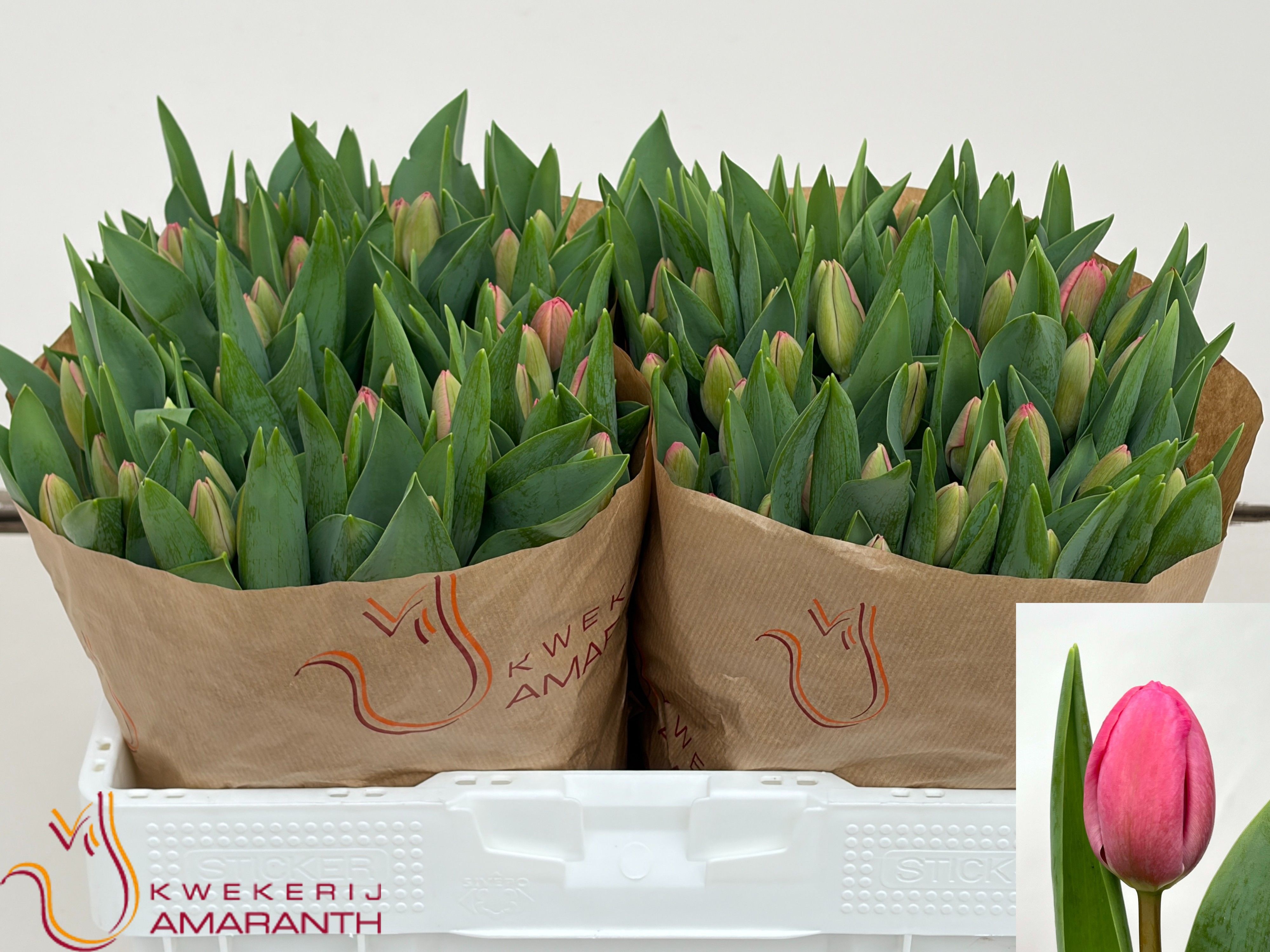 Tulipa Carola 37cm 34gram