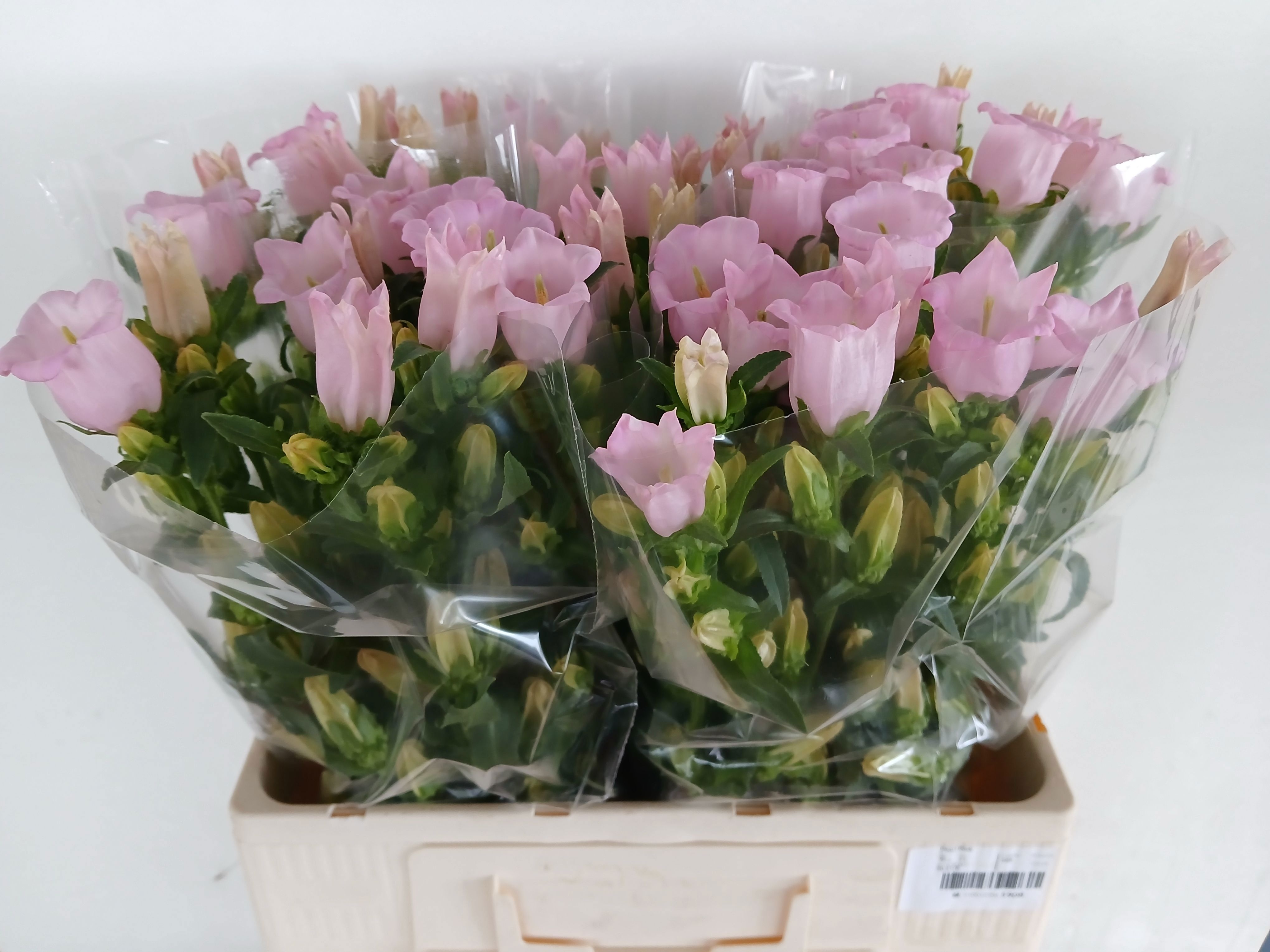 Campanula Medium Pearl Pink 60cm