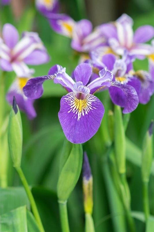 Iris pseudacorus Blue
