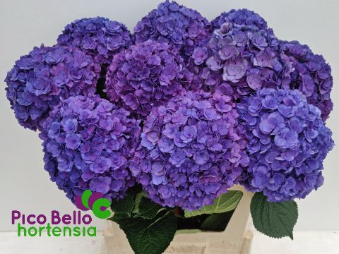 Hydrangea Royal Anastasia Blue 80cm 20Ø