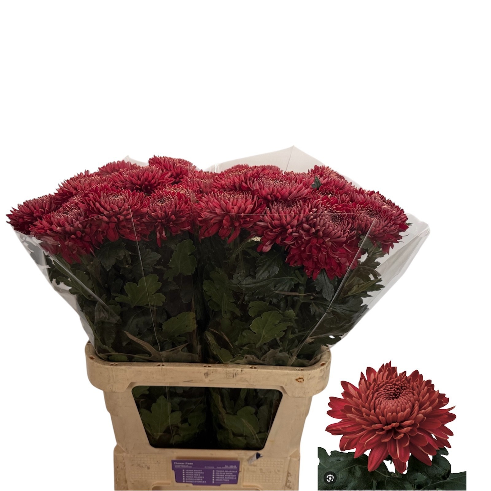 Chr G Regalm Rood 80L.cm 80gram 23bloei