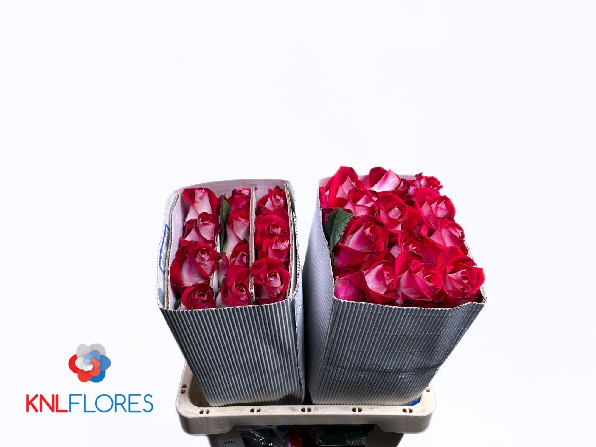 Rosa Bluez 60cm