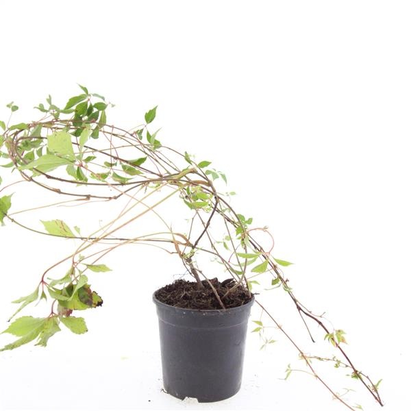 Parthenocissus quinquefolia engelmannii