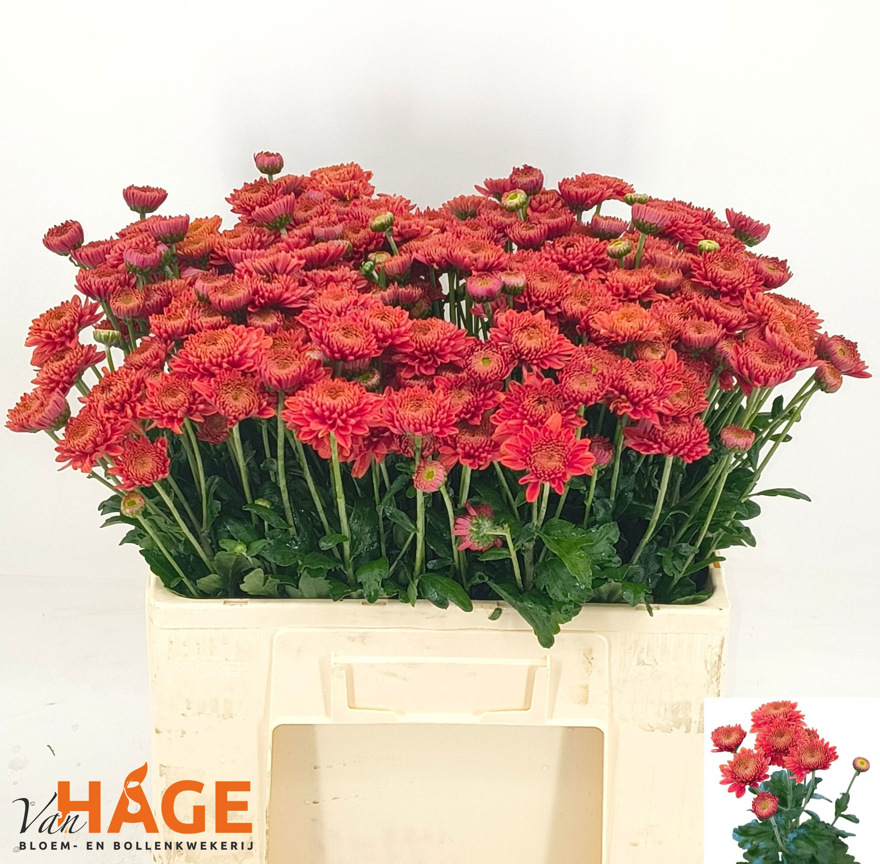 Chrys Spray Blenda Red 70gram
