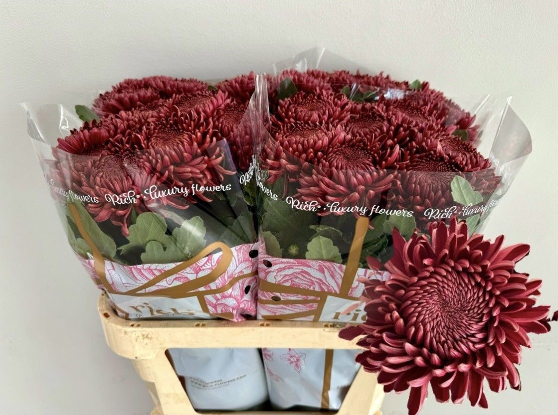 Chrys Single Bigoudi Red 80cm 75gram