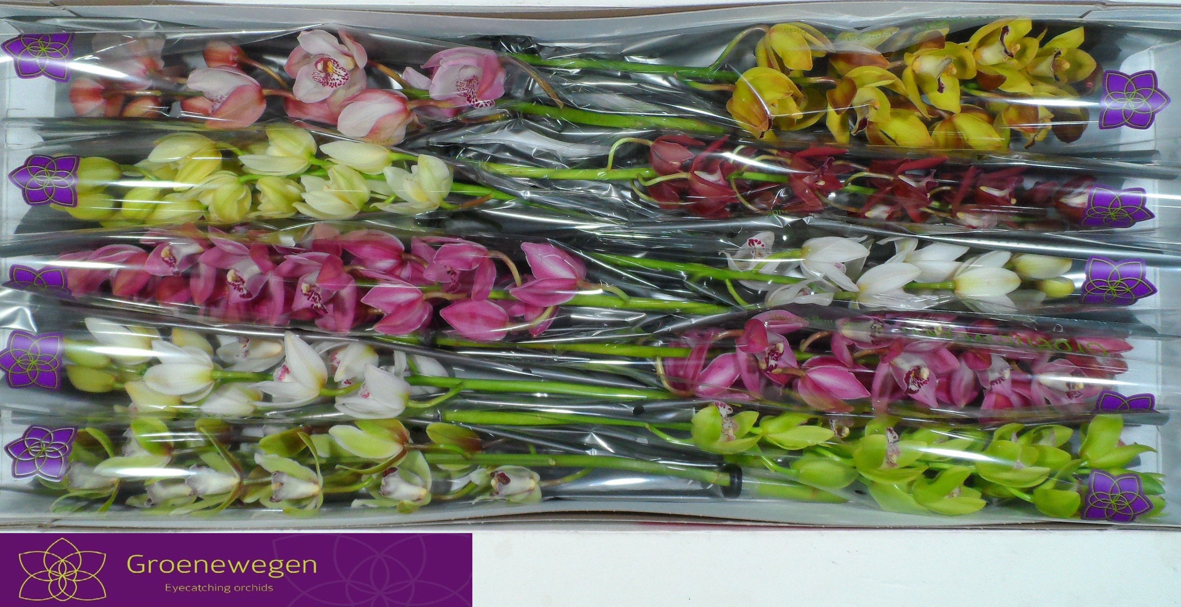 Cymbidium Asst Mini 60cm