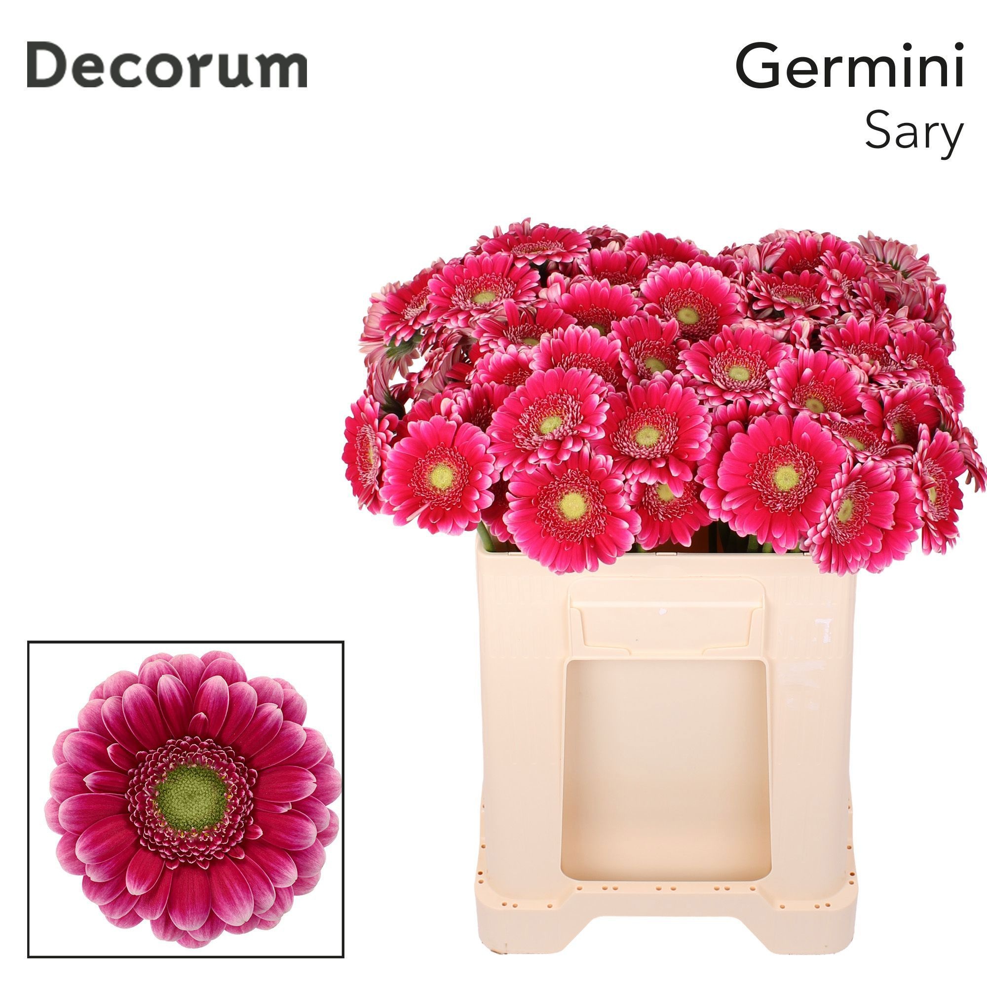 Ge Mi Sary 50cm 7Ø