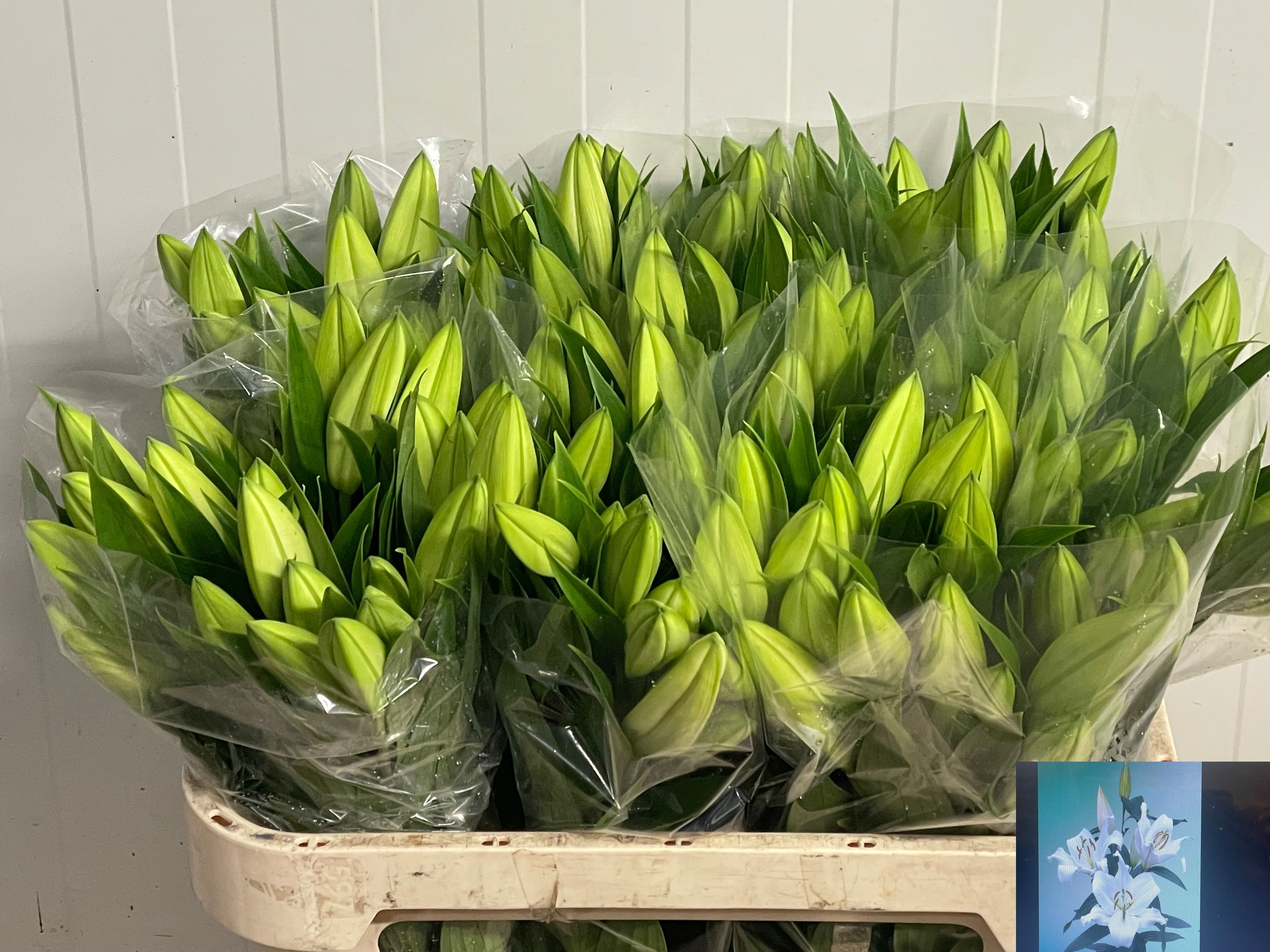 Lilium Or Santander 70cm 2/4bl