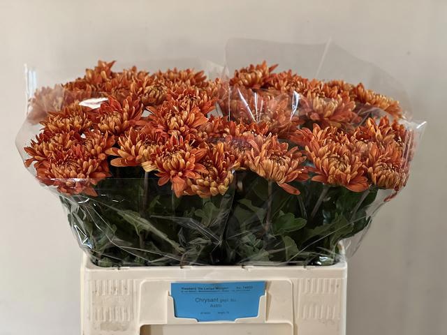 Chrys Single Astro 50cm 45gram