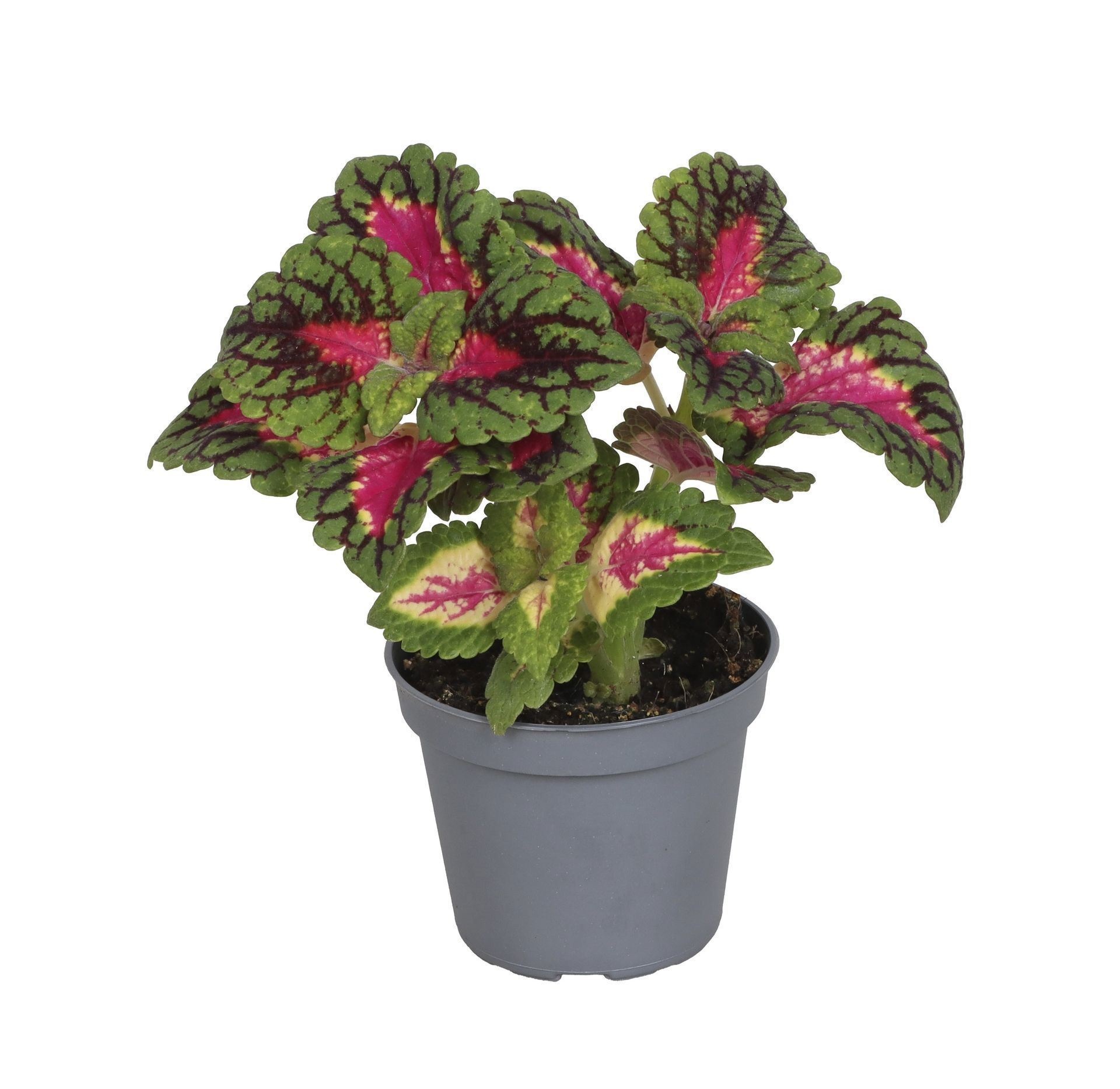 Coleus Spacecake®