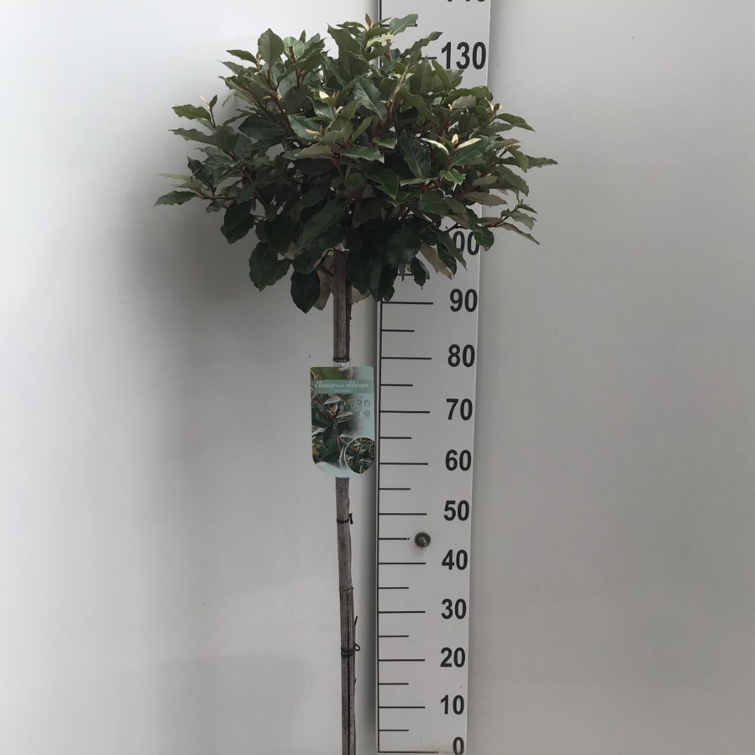 Picture of Elaeagnus ebbingei Compacta P26 (7.5 Ltr) 90/STD (LOOSE)