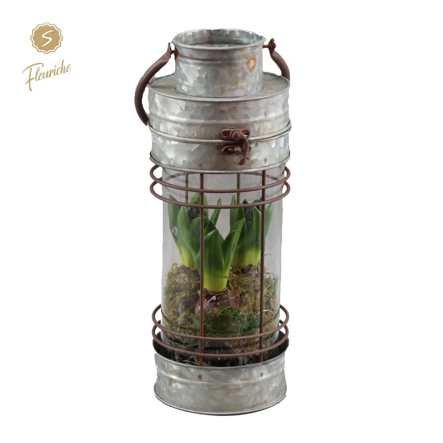 Picture of (7903) Hyacint Lantern Iran 3PP Moss P15 37CM