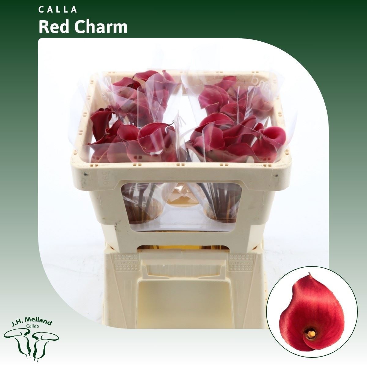 Calla Red Charm 45cm