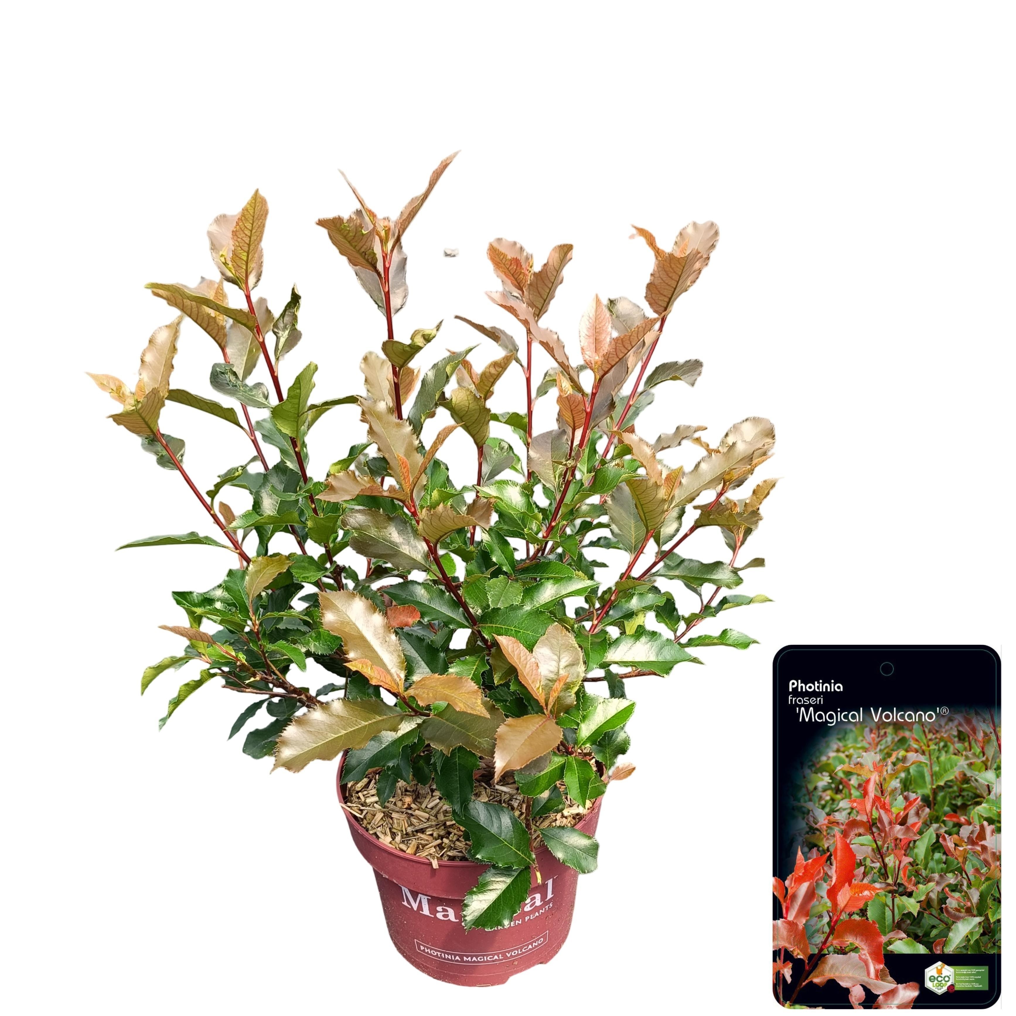 Photinia fraseri 'Magical Vulcano'