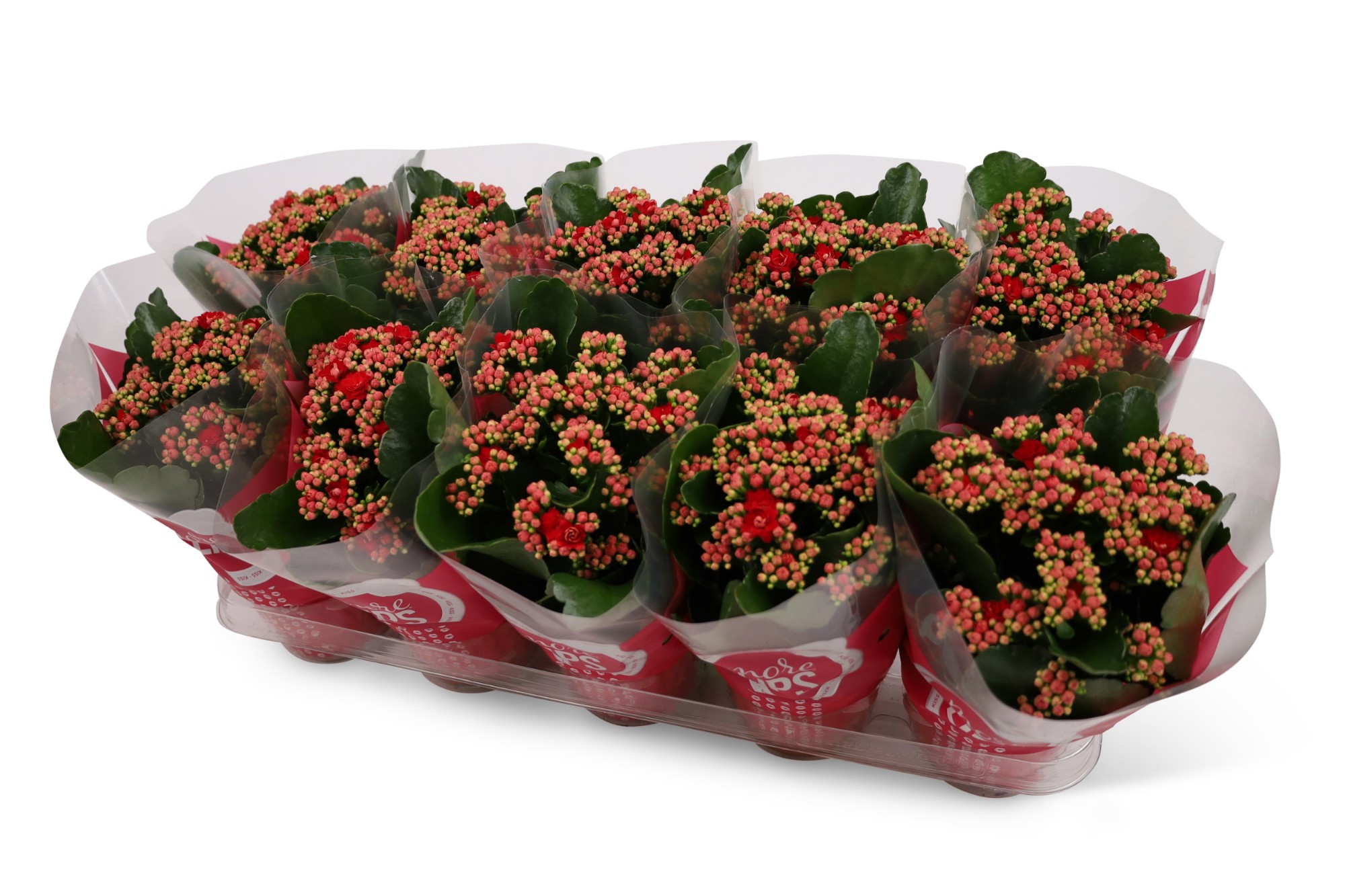 Picture of Kalanchoë Perfecta Red MoreLIPS sleeve P12 25CM