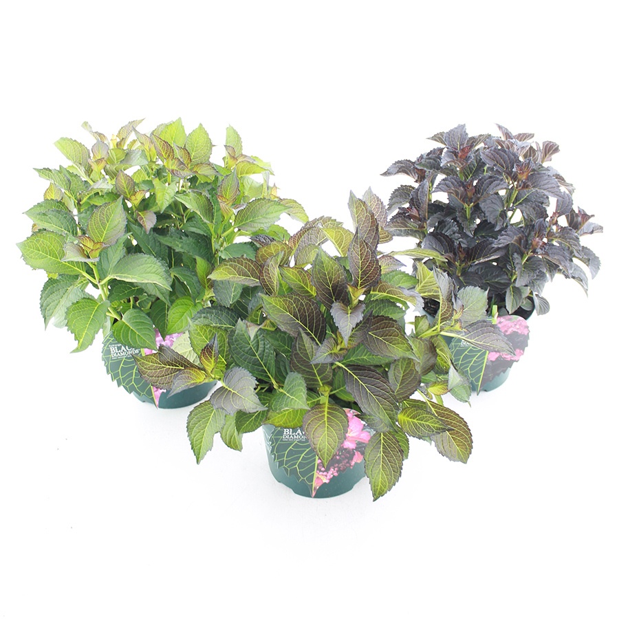 Hydrangea Macr. Black Diamonds® Mix C5 (23cm.)