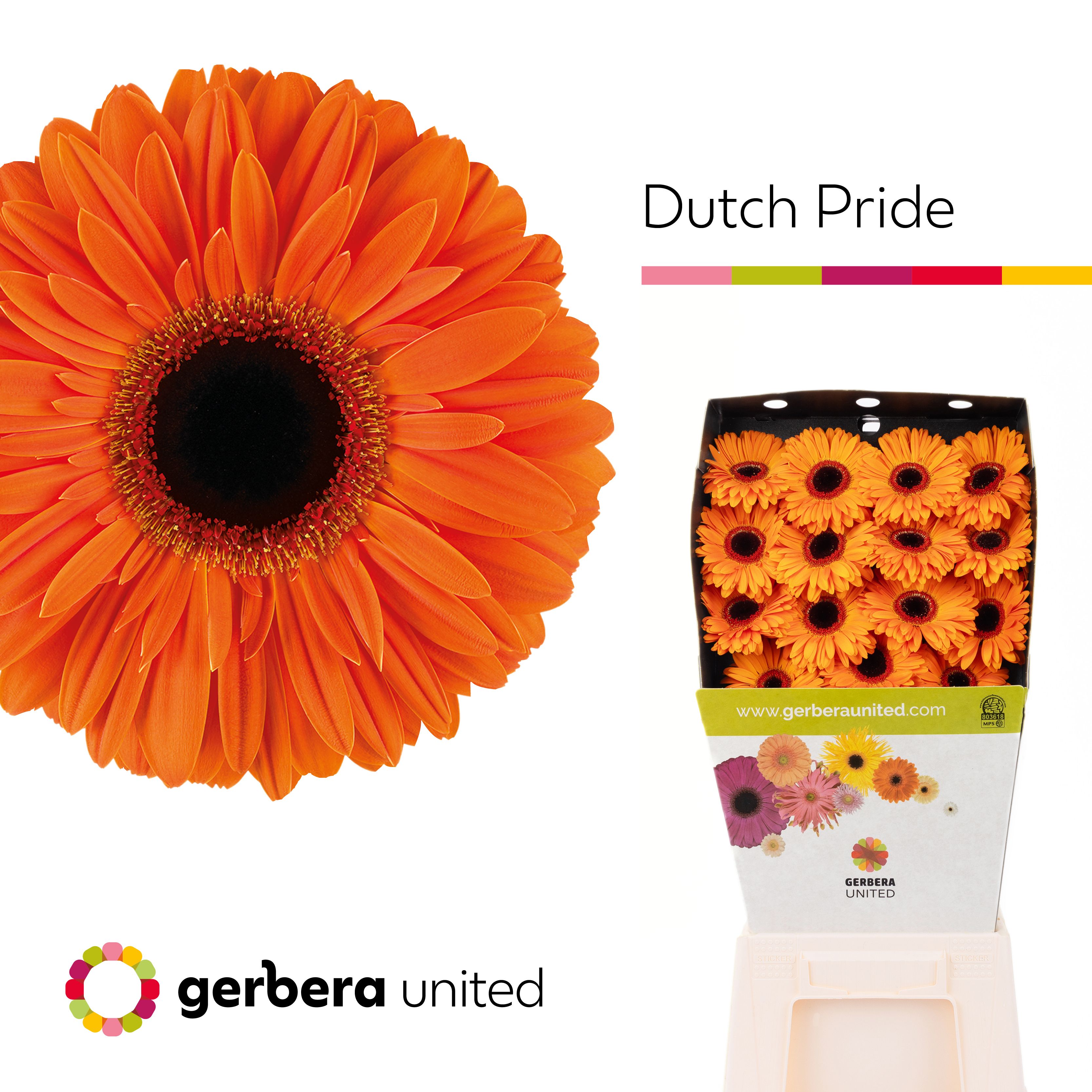 Ge Gr Dutch Pride