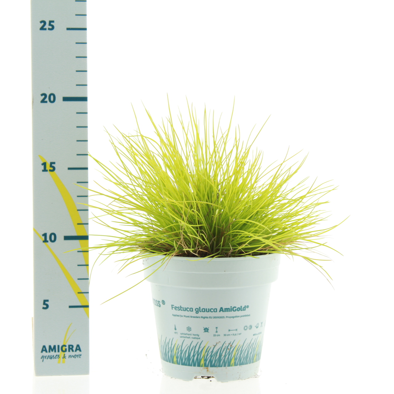 Picture of Festuca glauca AmiGold P10.5