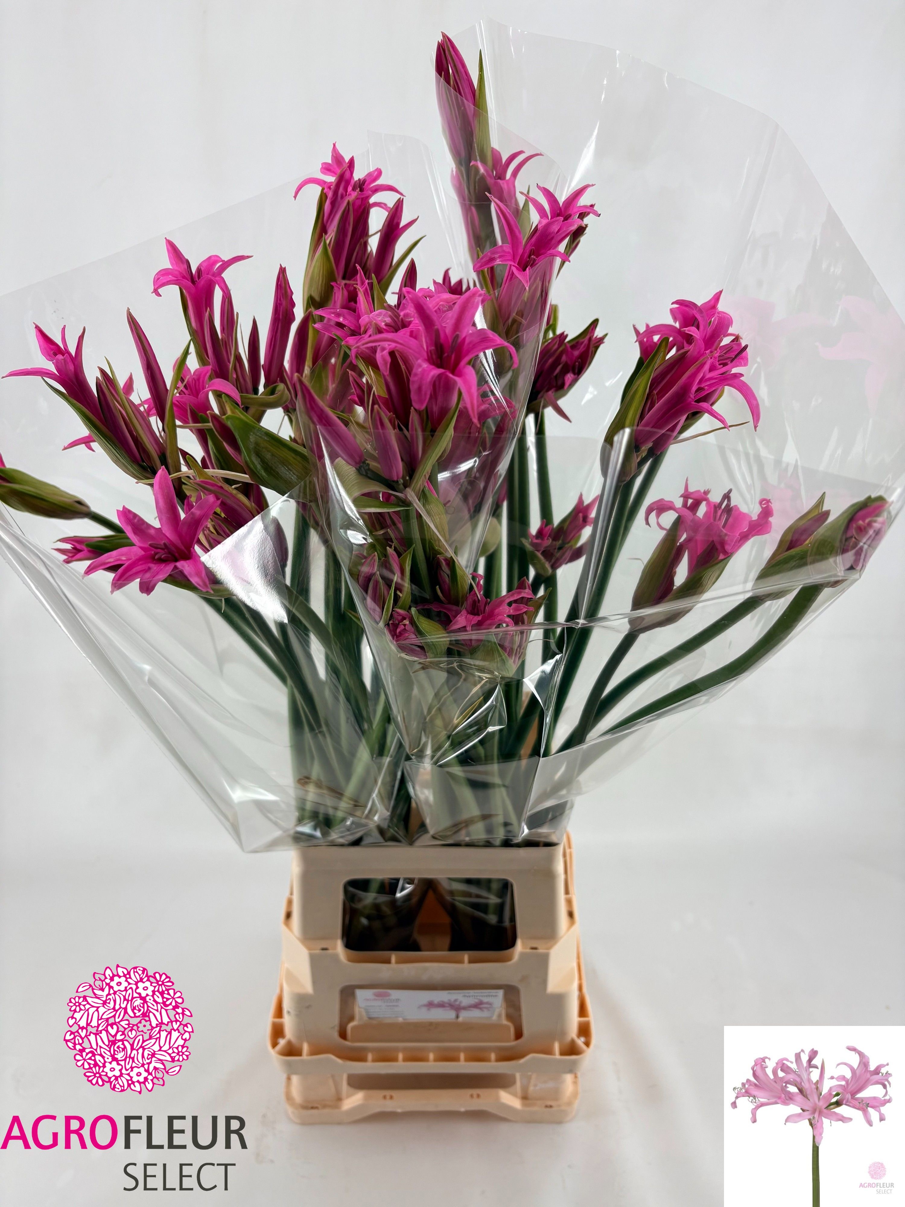 Nerine Amarine Light Pink 70cm