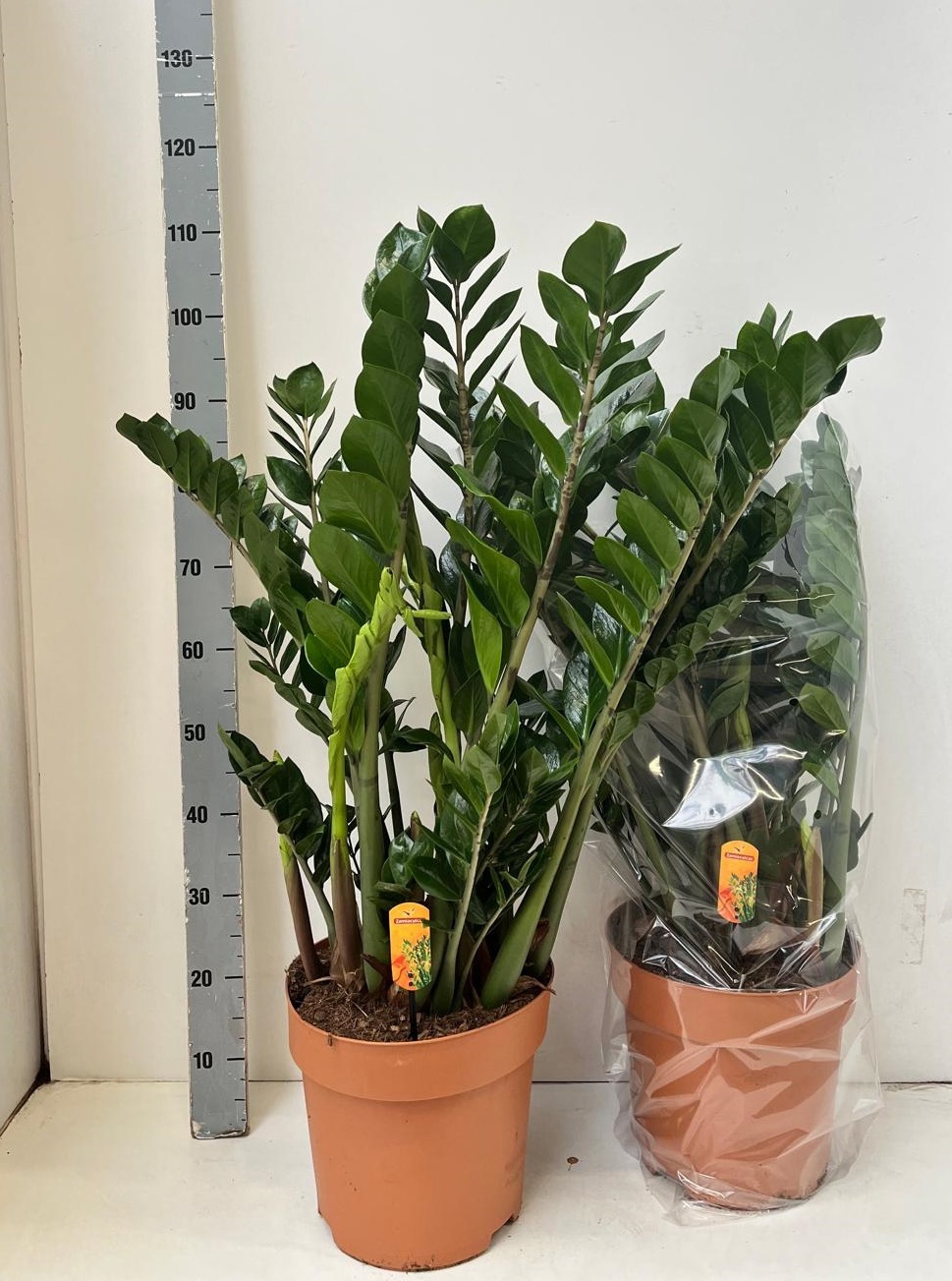 Zamioculcas Zamiifol 30Ø 100cm