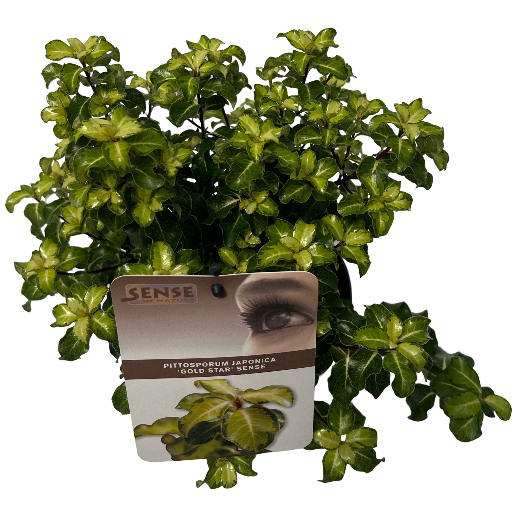 Picture of Pittosporum ten. Gold Star sense P17 (2 Ltr)