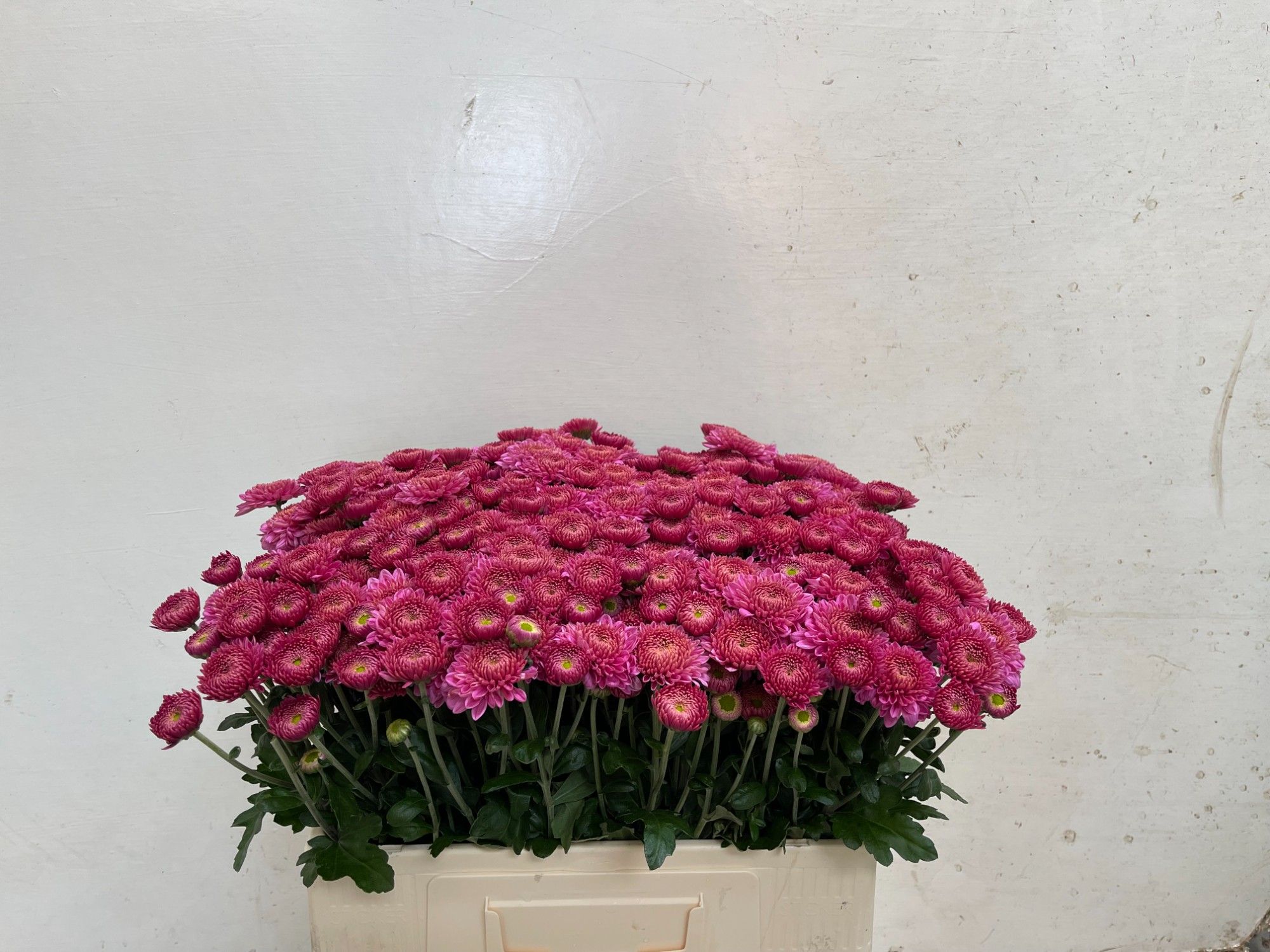 Chrys Spray Blenda Purple 50cm 60gram