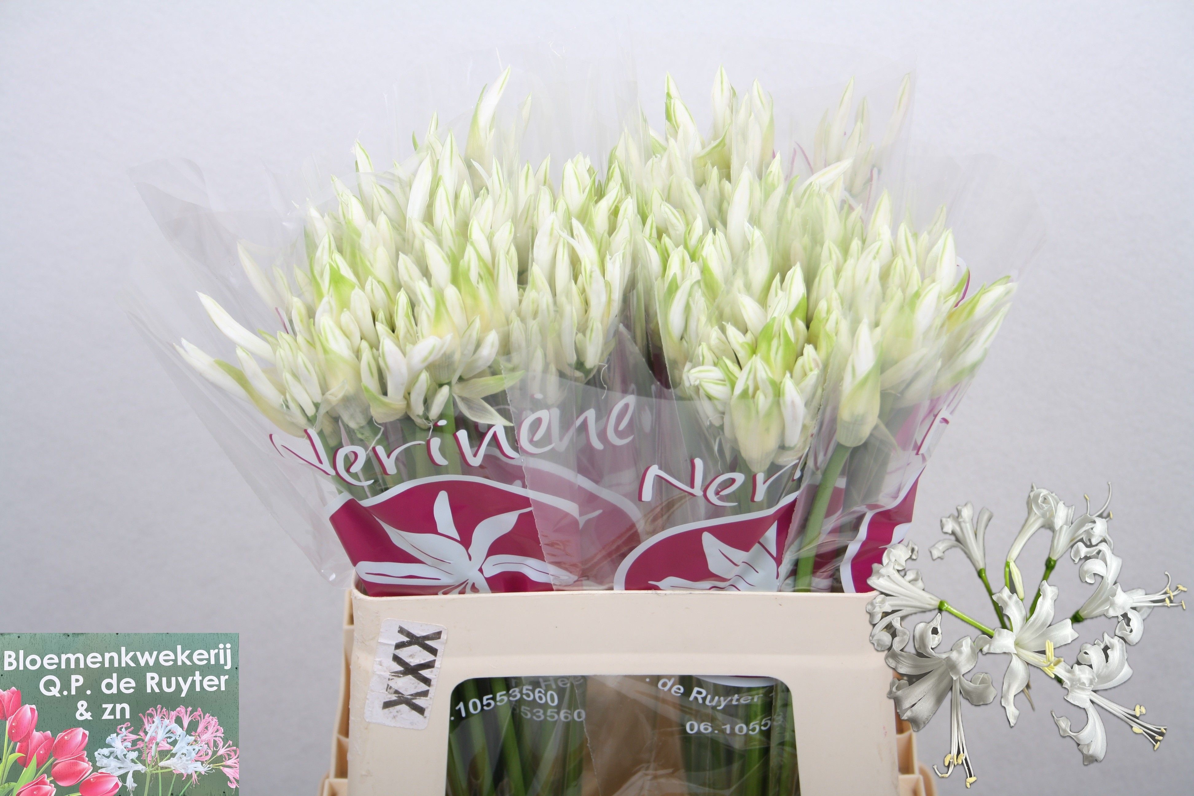 Nerine Bianca Perla 50cm