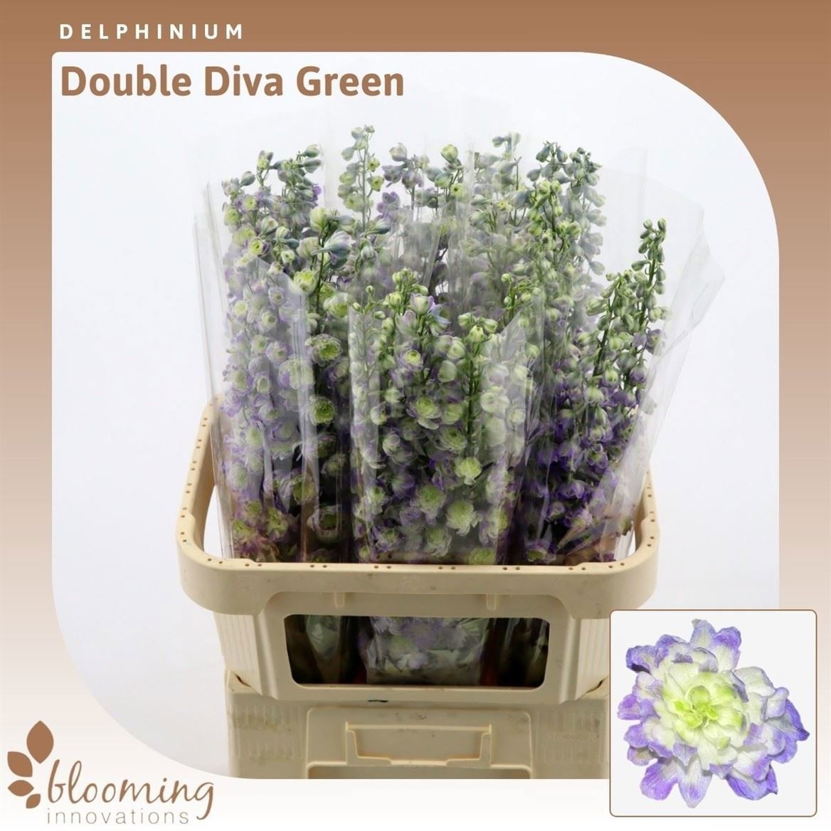 Delph Du Diva Green 90cm