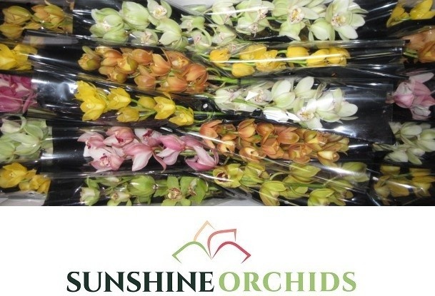Cymbidium Asst Mini 40cm