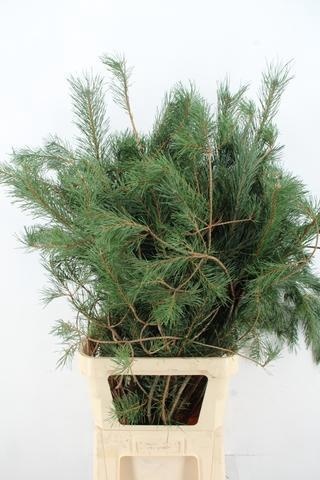 Pinus Alaska 130L.cm
