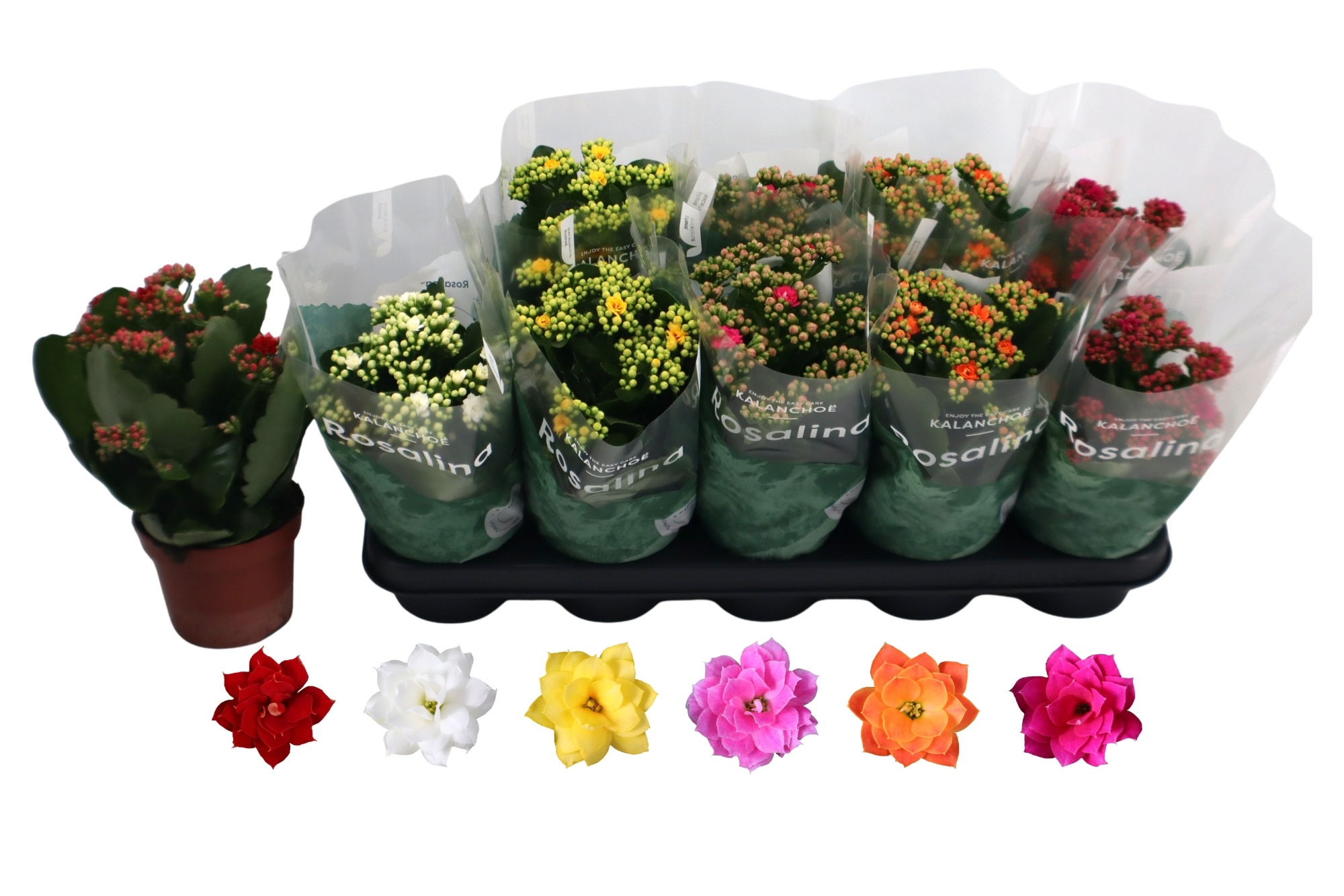 Kalan B Ge R Gem 6KL 12Ø 27cm