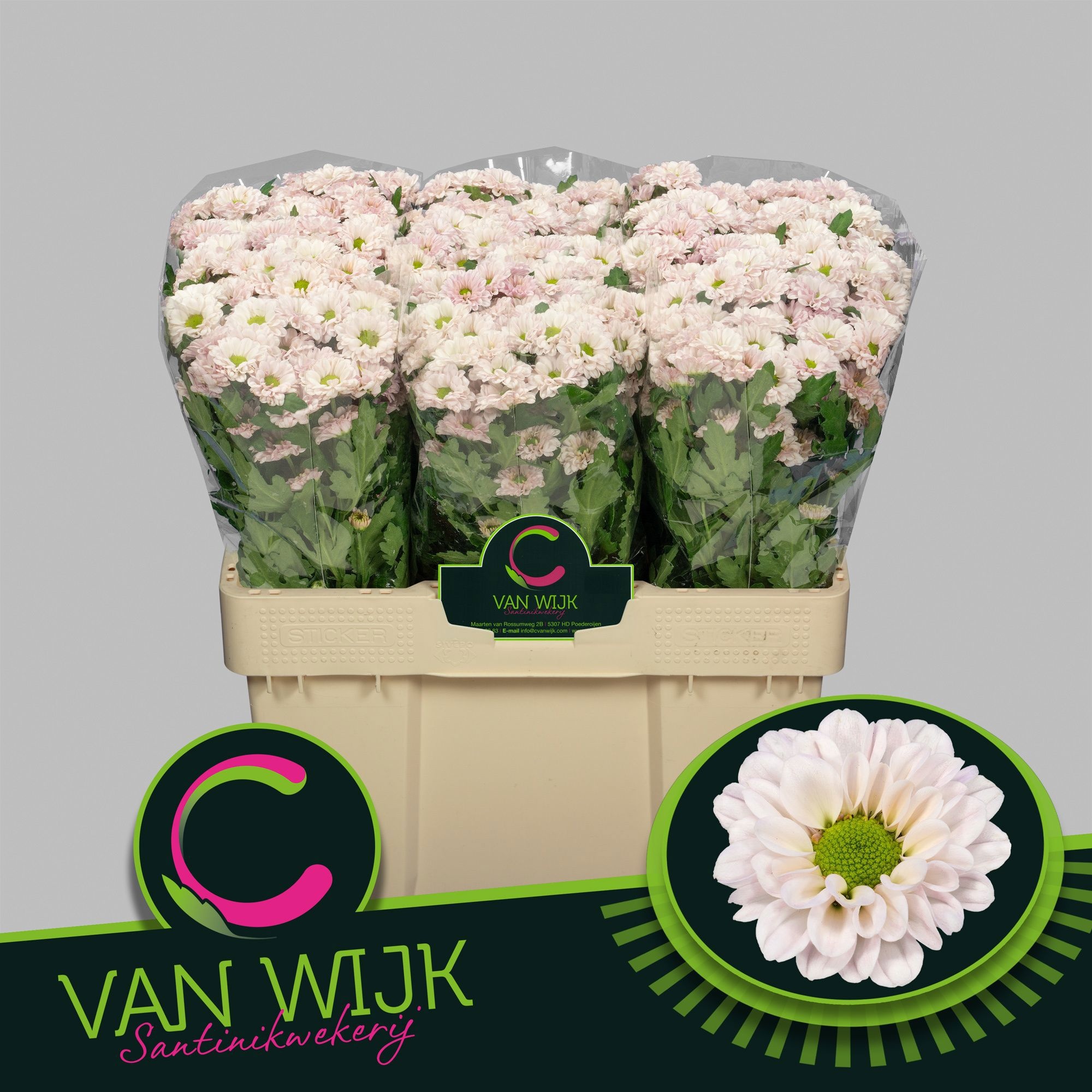 Chrys Santini Fabiani Pearl 50cm 100Ø