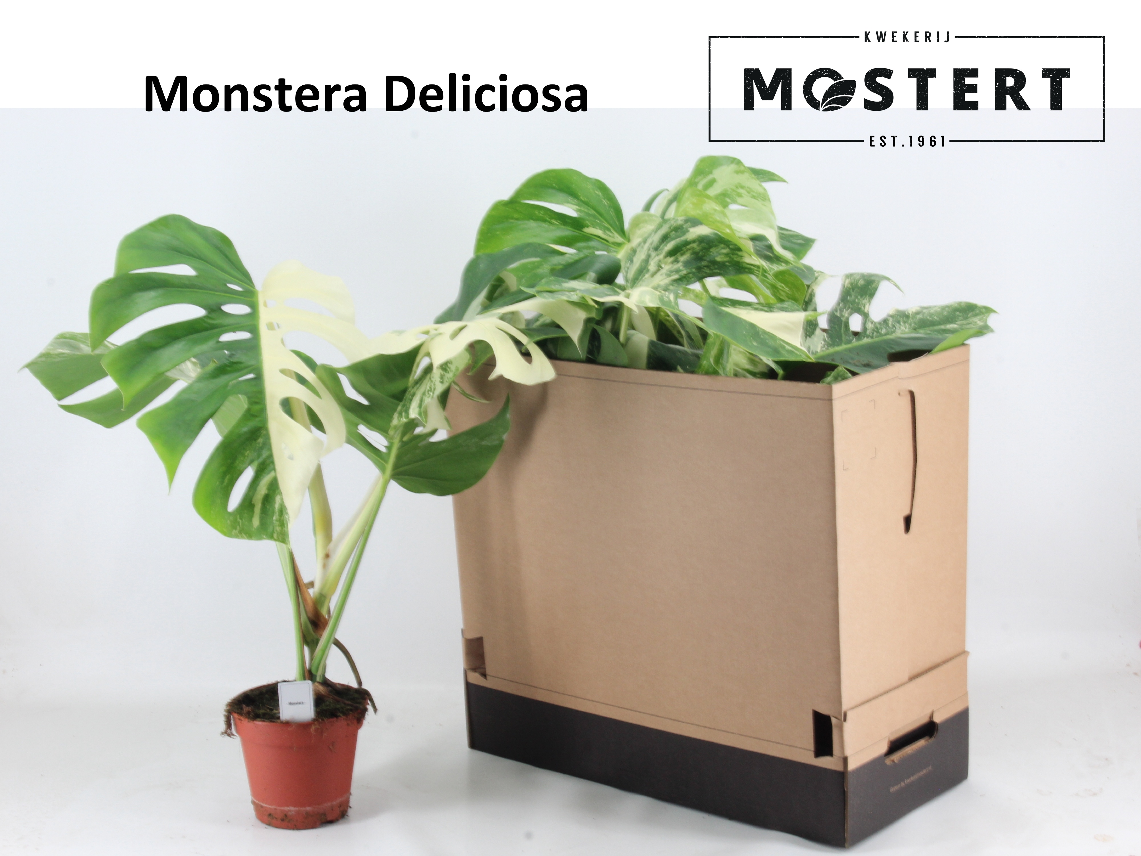 Monstera Del Variega 15P 50H 1stek