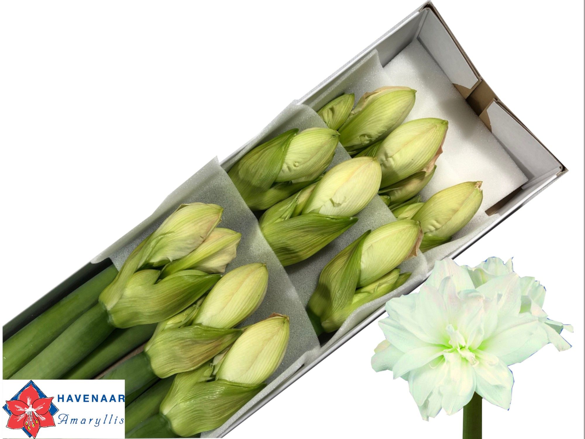 Hippeastrum Double Arctic Nymph 4bl