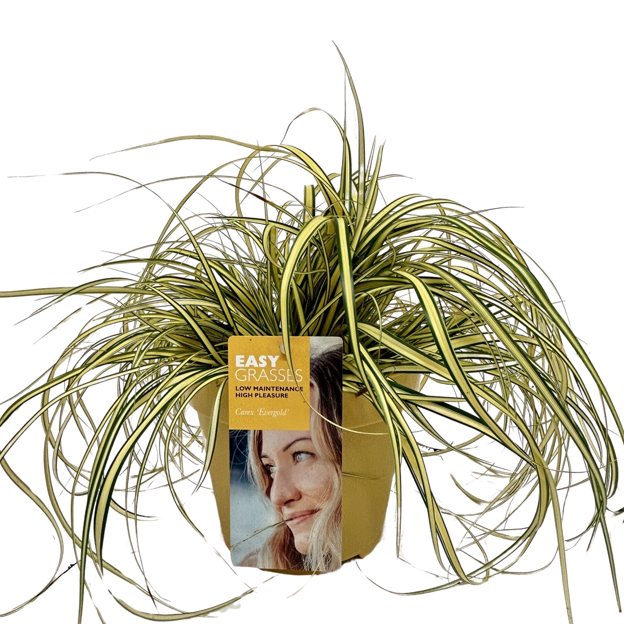 Picture of Carex oshimensis Evergold GEEL