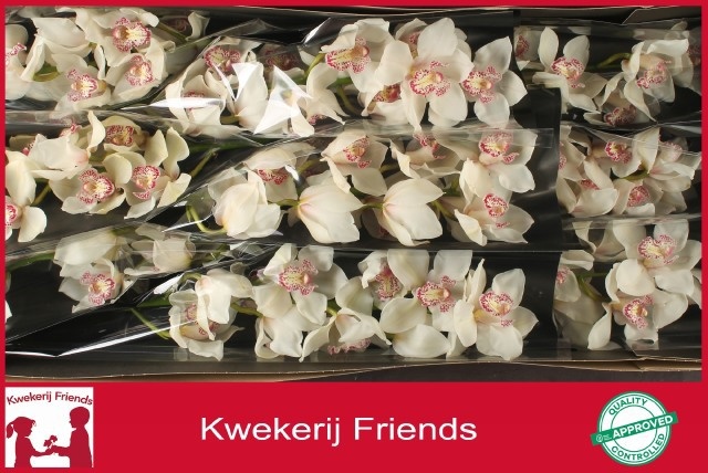 Cymbidium Mrs Sugar Lee 8/11bl