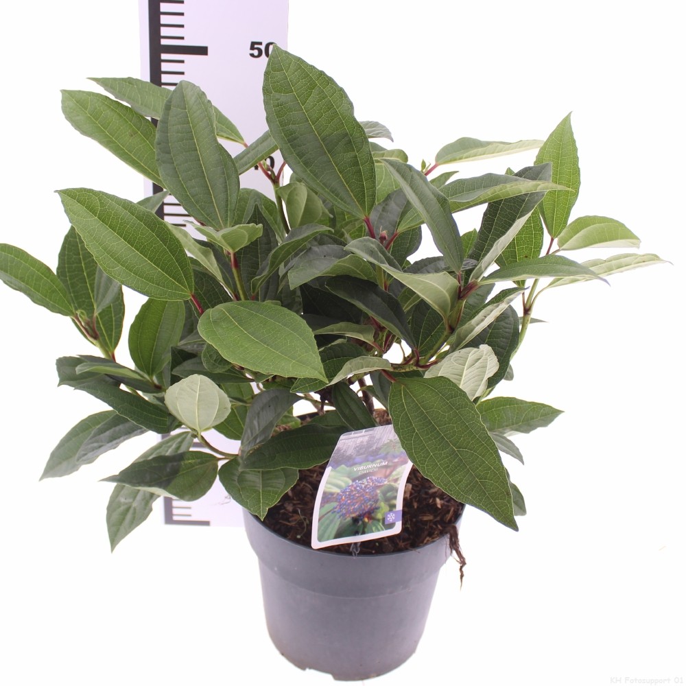 Picture of Viburnum davidii