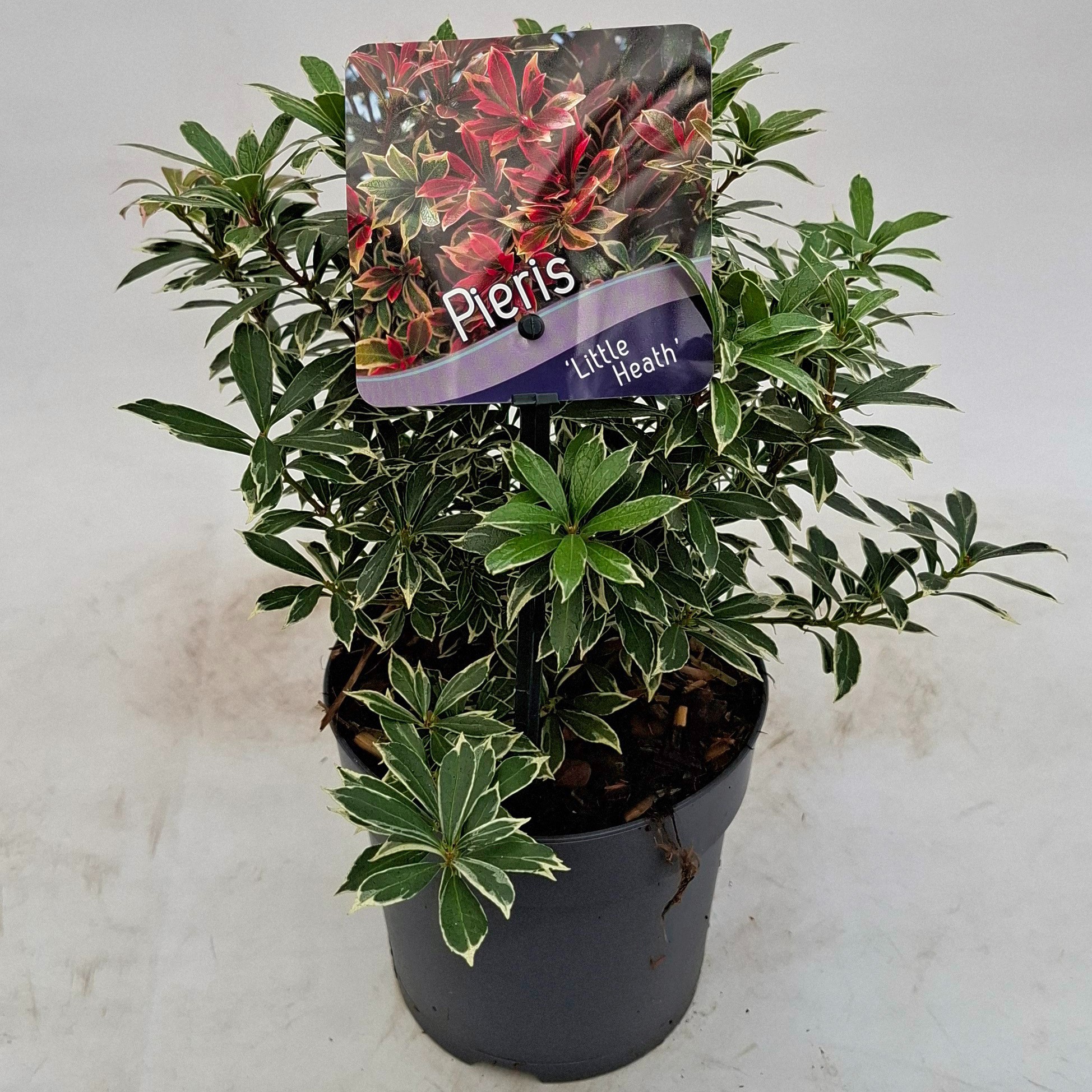 Picture of Pieris japonica 'Little Heath'