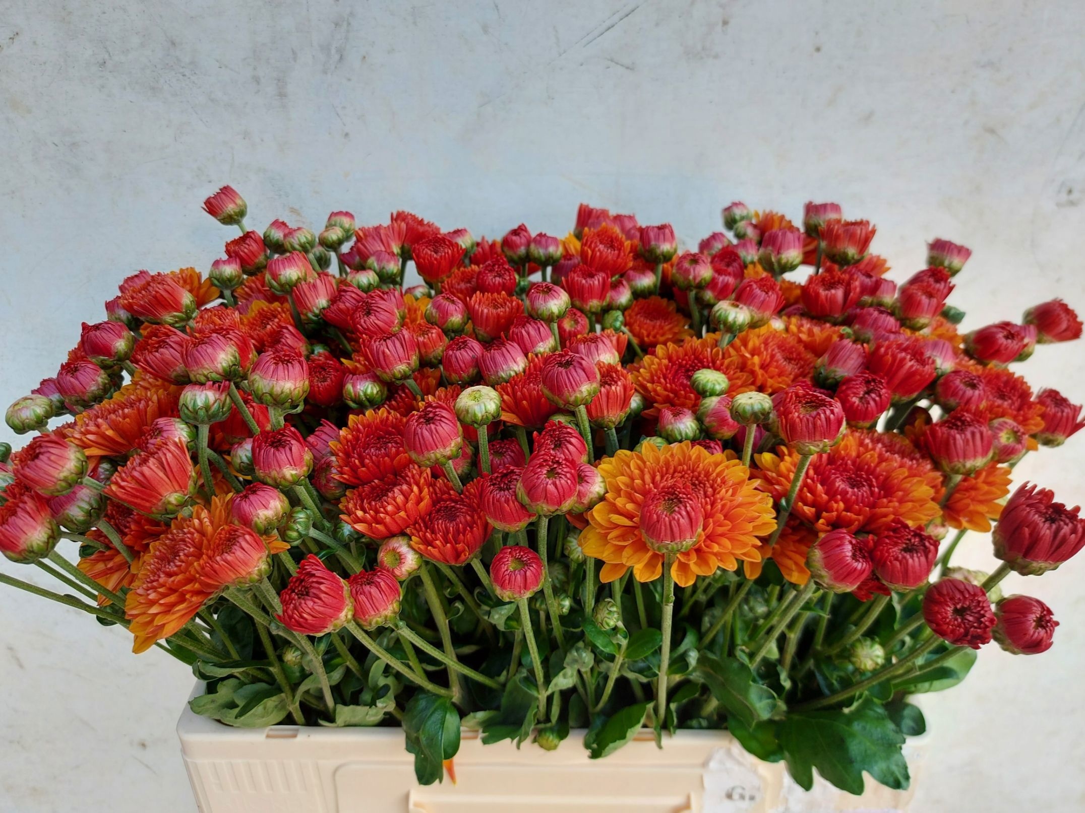 Chrysant Tbu Wendy 60cm 50gram