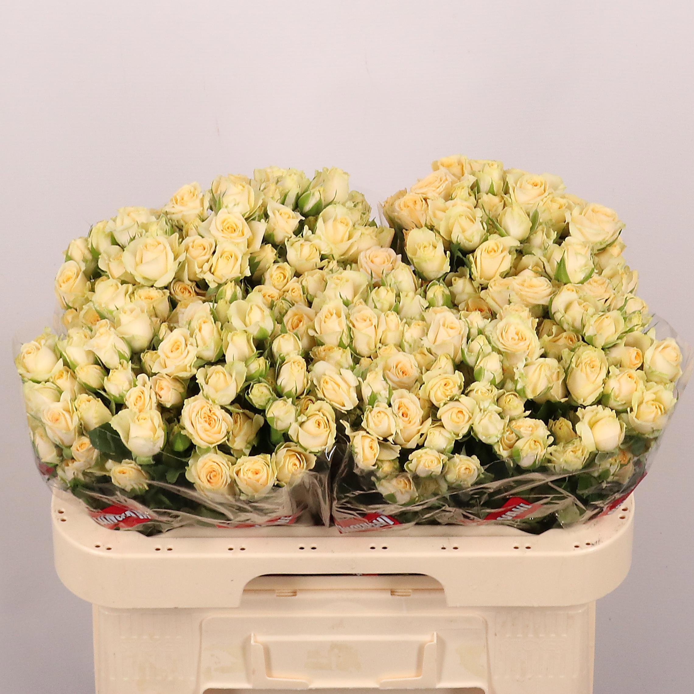 Rosa Spr Salinero 60cm