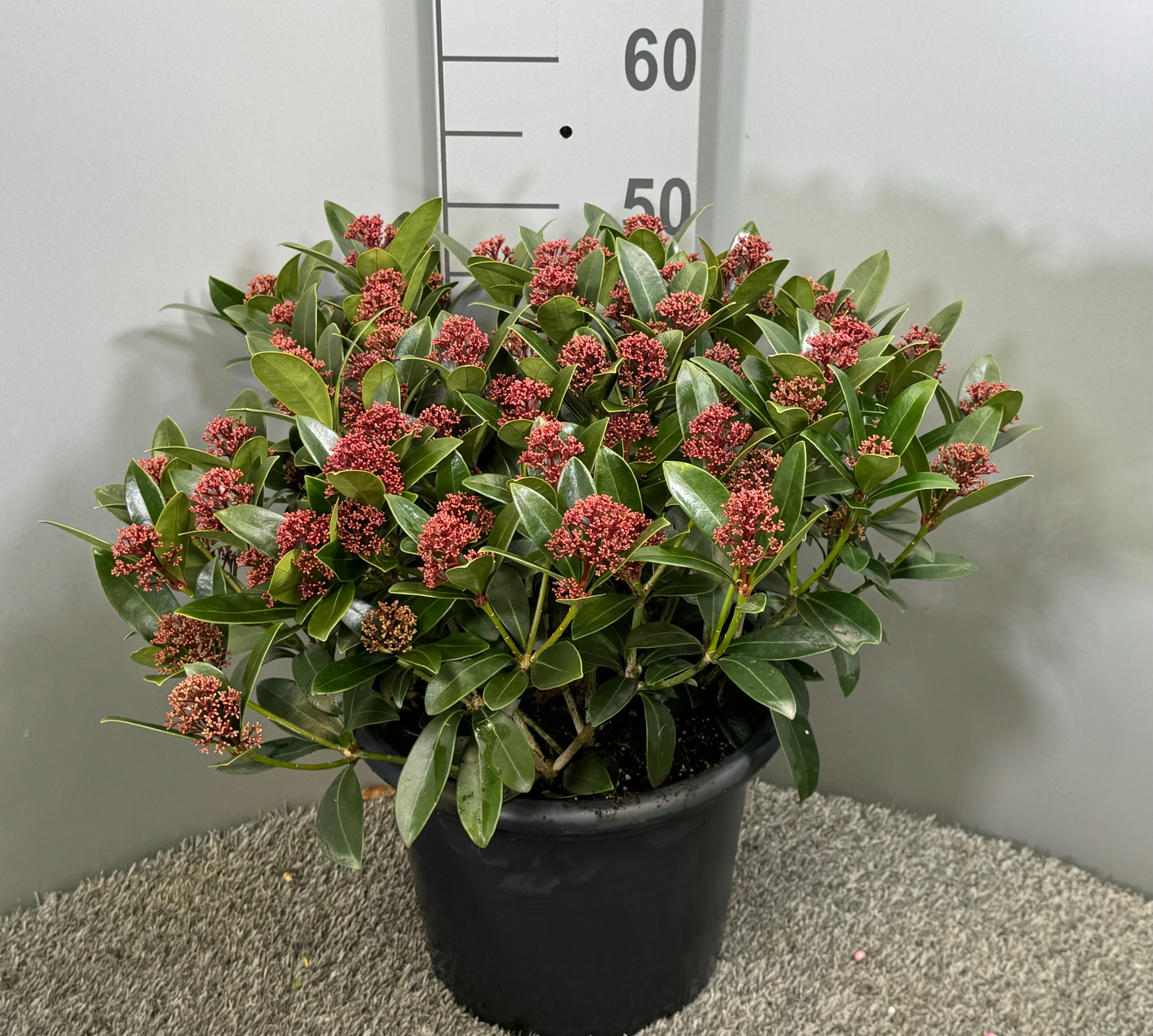 Picture of Skimmia japonica Red Dwarf P29 (10 Ltr)