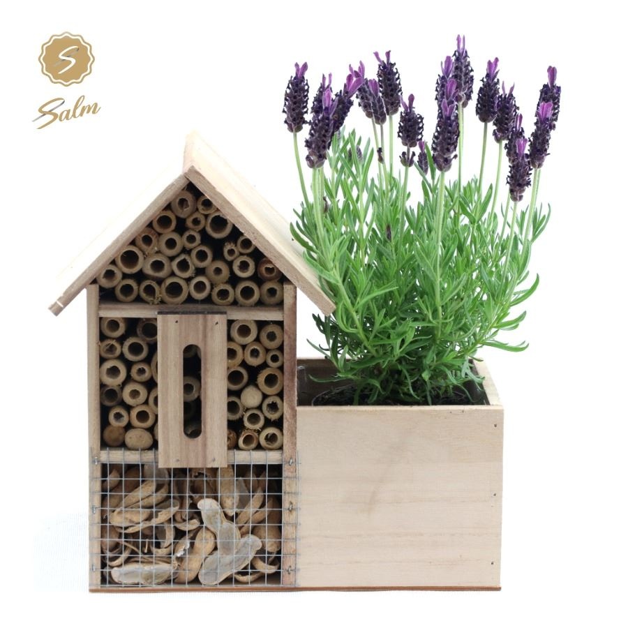 Picture of Lavandula st. 'Anouk'® Collection P10,5 in Insect Hotel